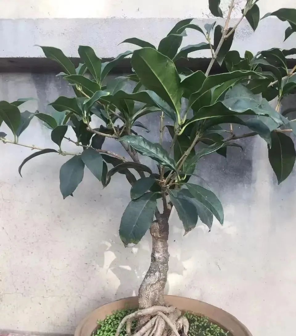 什么花好养又杀菌生根,什么花最香最好养又耐阴