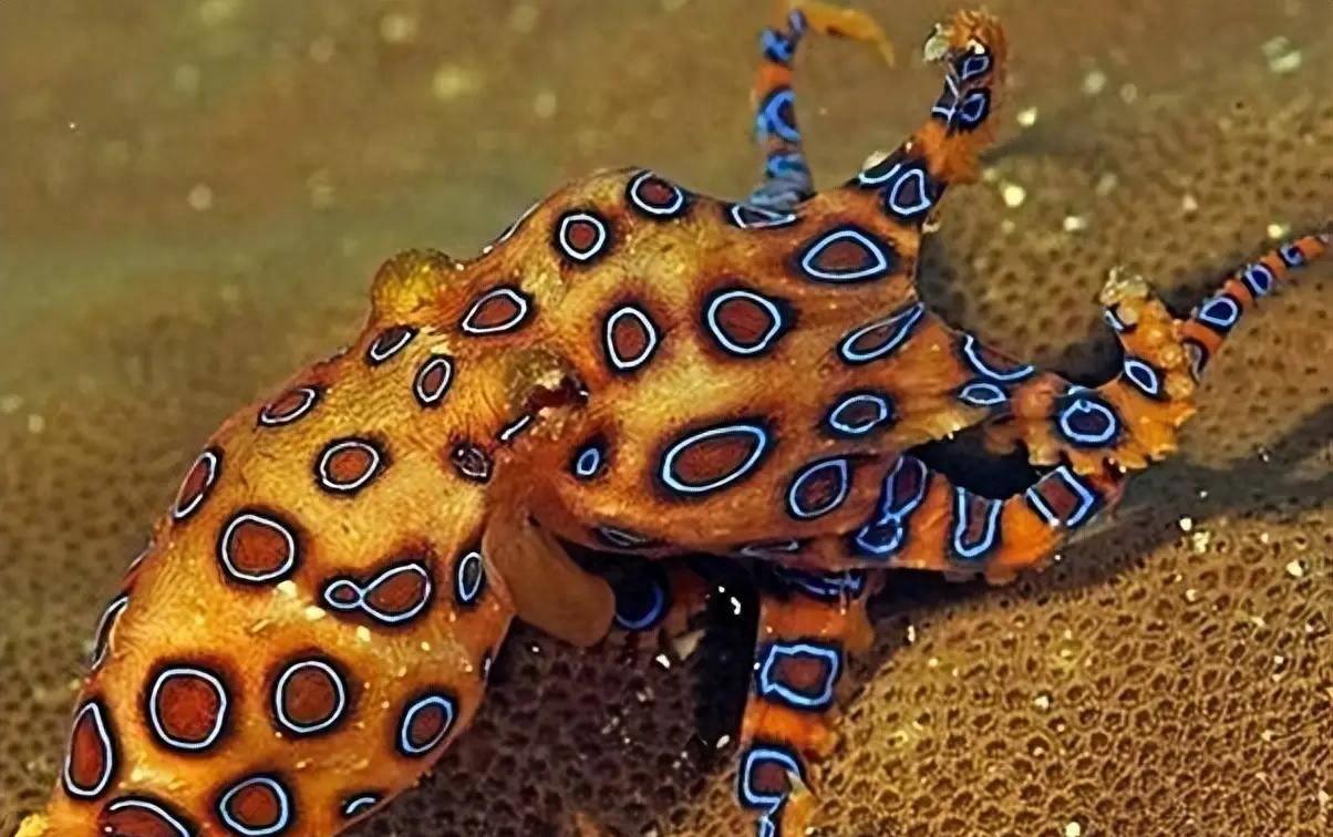 蓝环章鱼和石头鱼哪个毒性更强,河豚和蓝环章鱼谁的毒性更高