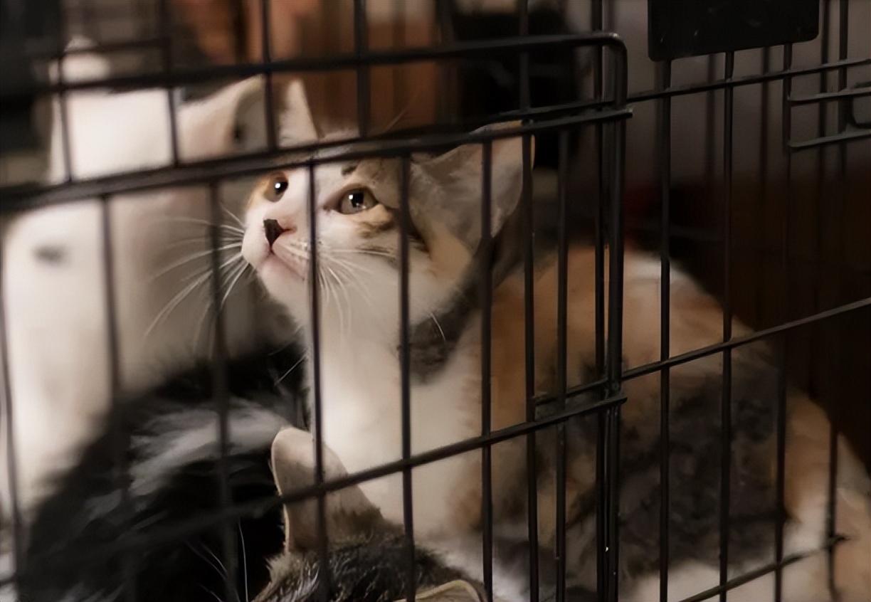 到底该不该揍猫,真的能忍住不揍猫么