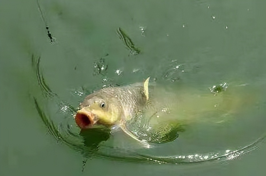 路滑别人钓到自己钓不到,路滑钓鱼技巧与方法