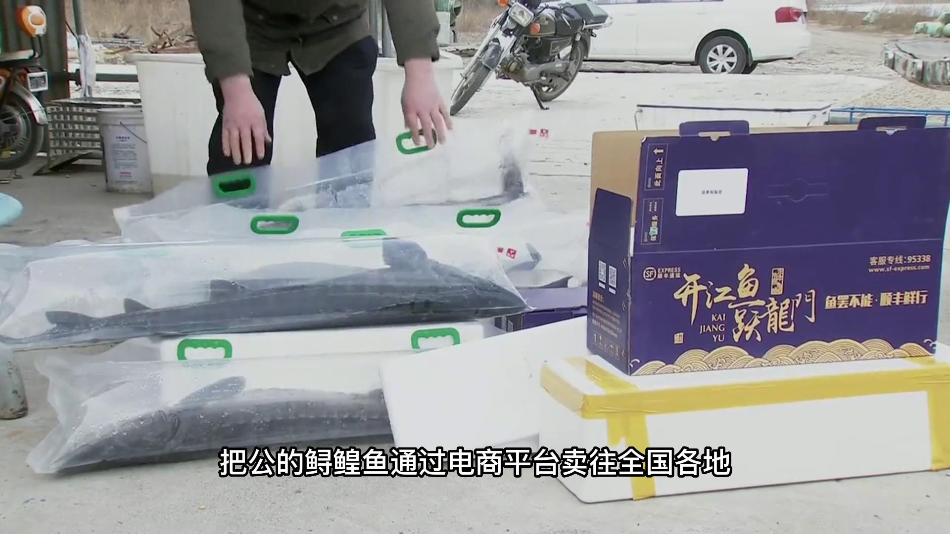 一条鱼价值25万，鱼肚子里藏“黄金”，东北老汉年赚千万财富