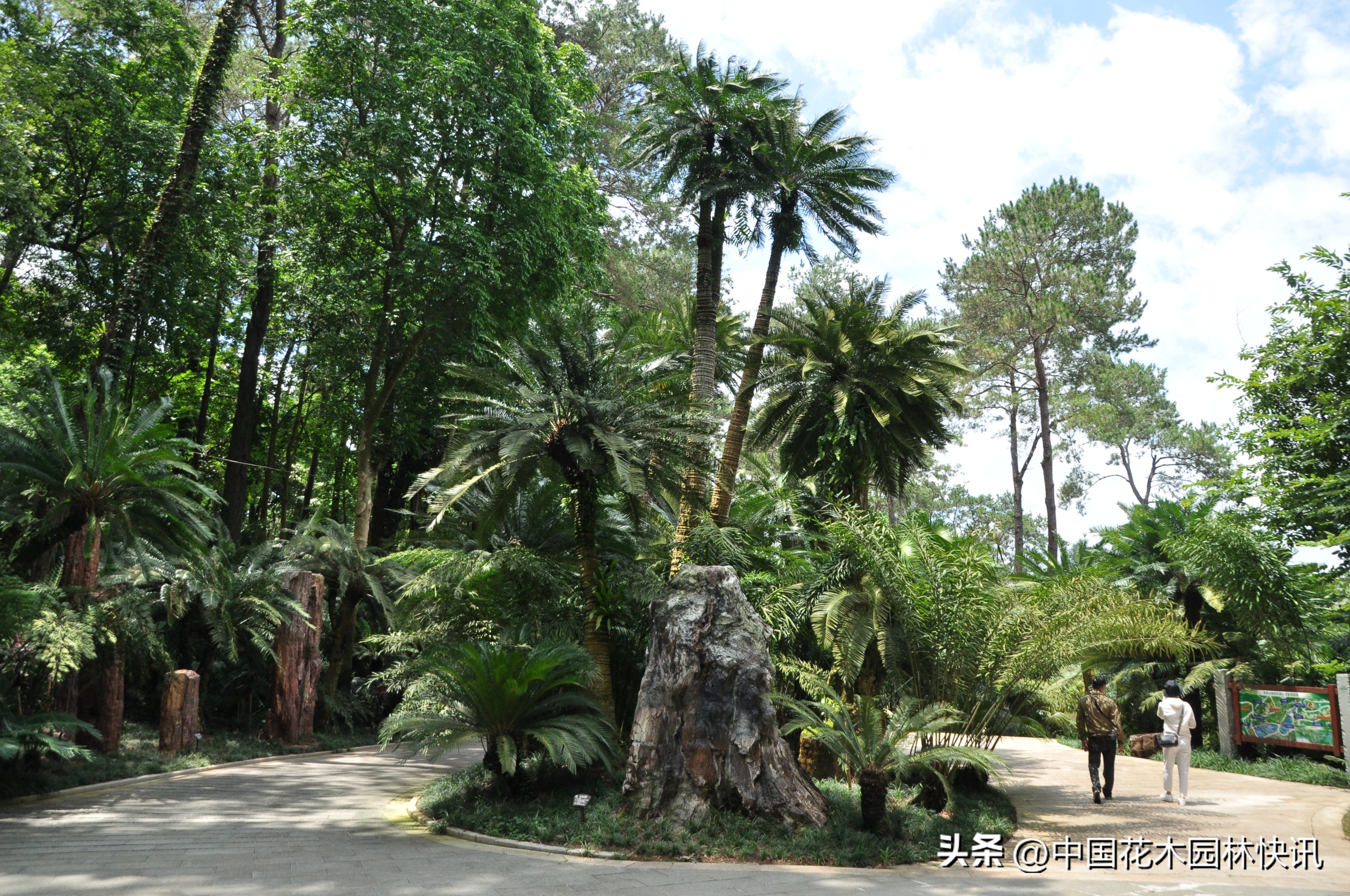 青秀山苏铁科普馆建成开放,南宁青秀山中国铁树简介