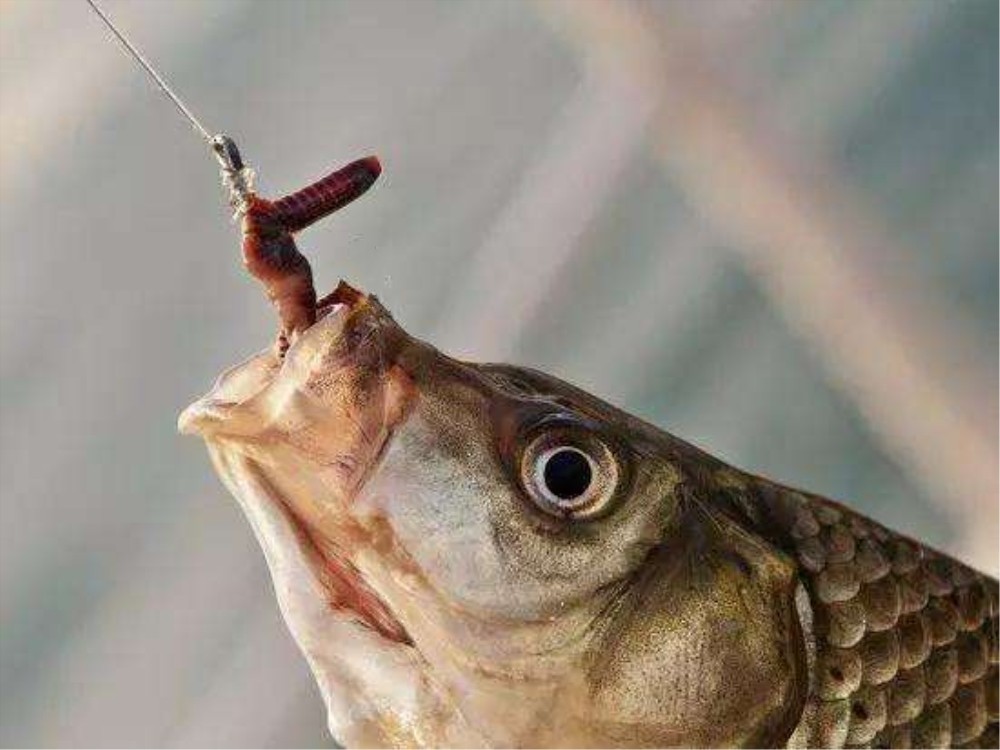 水蚯蚓多少块钱,捕蚯蚓违法吗