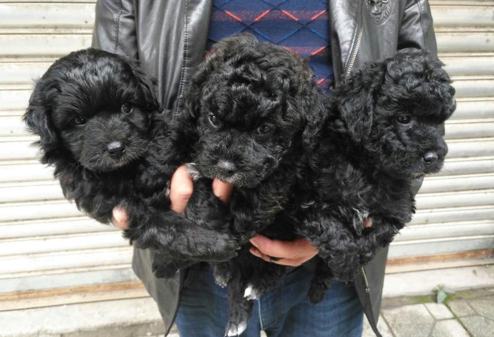 不知道怎么选择颜色的时候,黑色泰迪和什么颜色的配好看