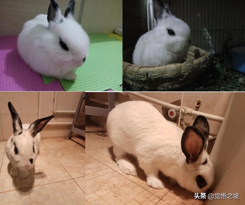 养兔子怎么防止兔子打洞,买兔子和养兔子的过程