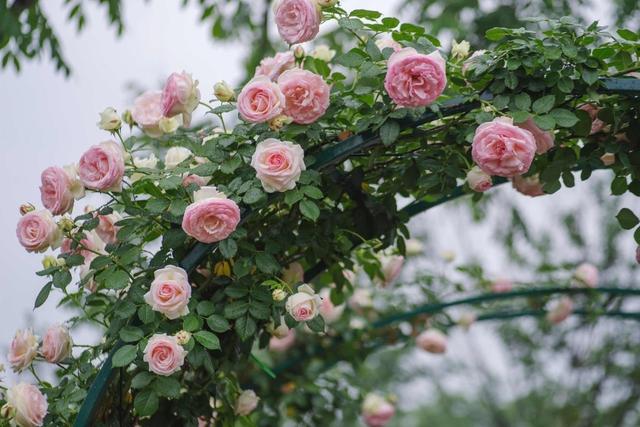 关于月季花的优美诗句,描写月季的诗句古诗名句