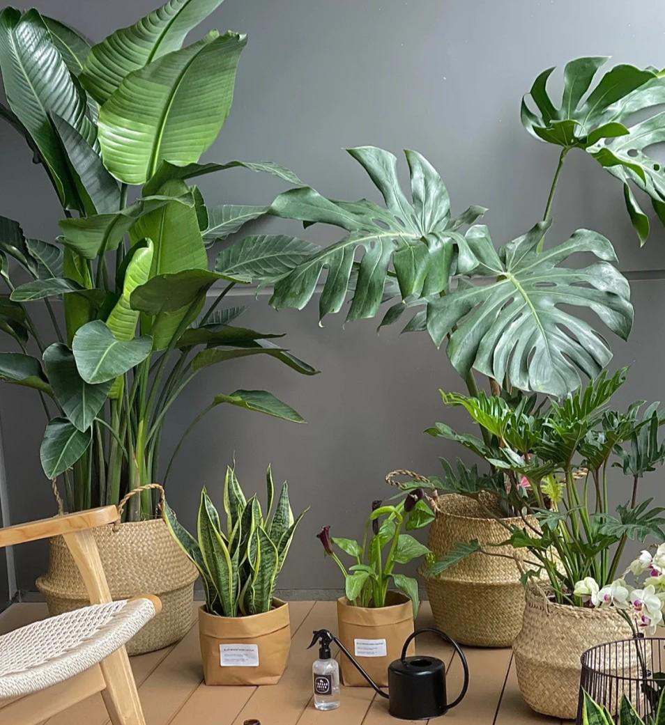 家庭客厅养什么花好看又旺财,客厅最吉祥的三种花