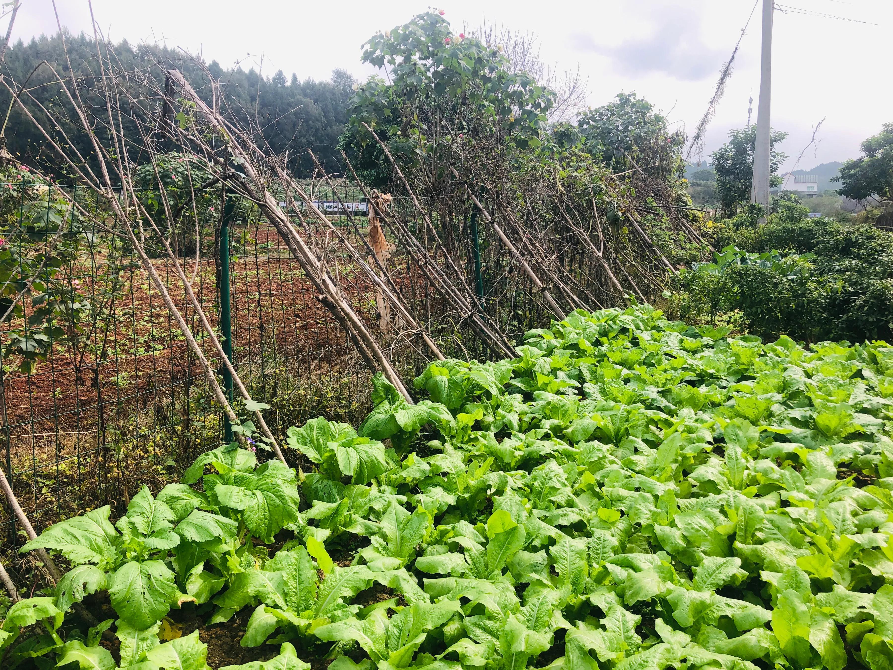 閲戝爞椴滆姳灞辫胺鍊煎緱鍘诲悧,閲戝爞椴滆姳灞辫胺娓歌