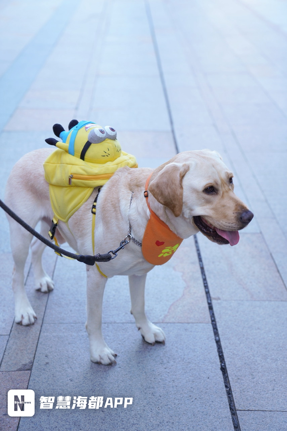 福州宠物市场前景,宠物消费创新模式