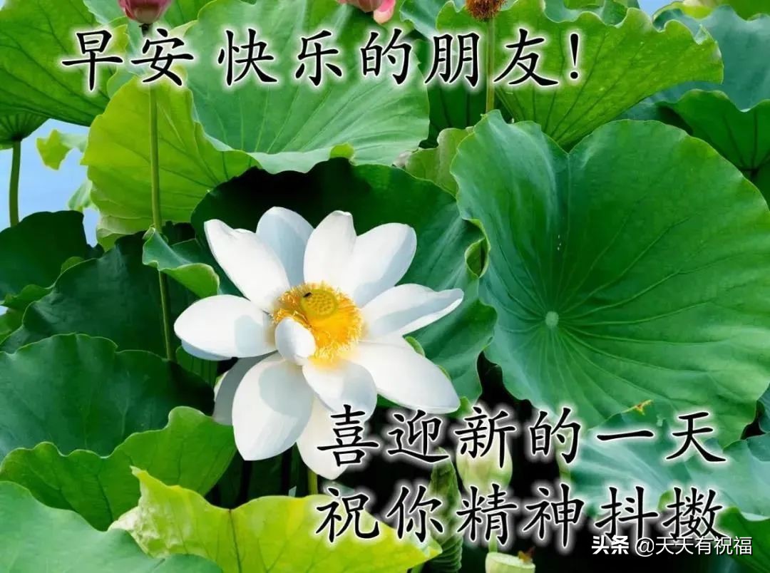 最漂亮早安问候语带字图片大全,早安问候语超漂亮图片带字