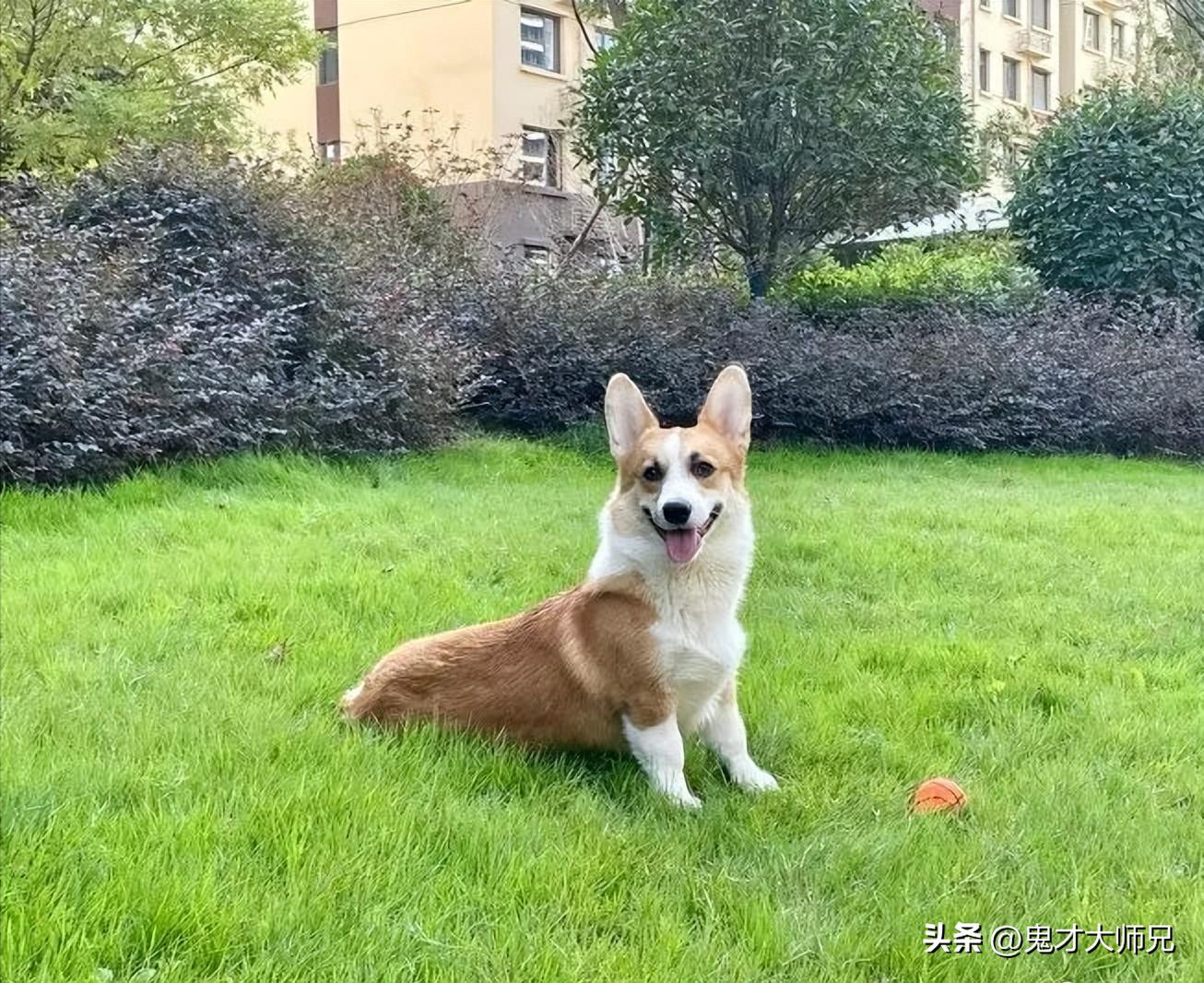 砍杀柯基威胁女子彩礼返还,砍杀柯基事件女子离婚了吗