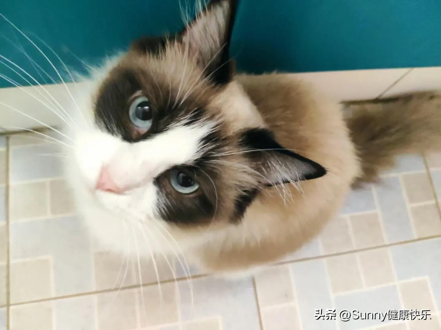 羽绒被被猫尿了怎么清洗,羽绒被被猫吐上去了怎么办