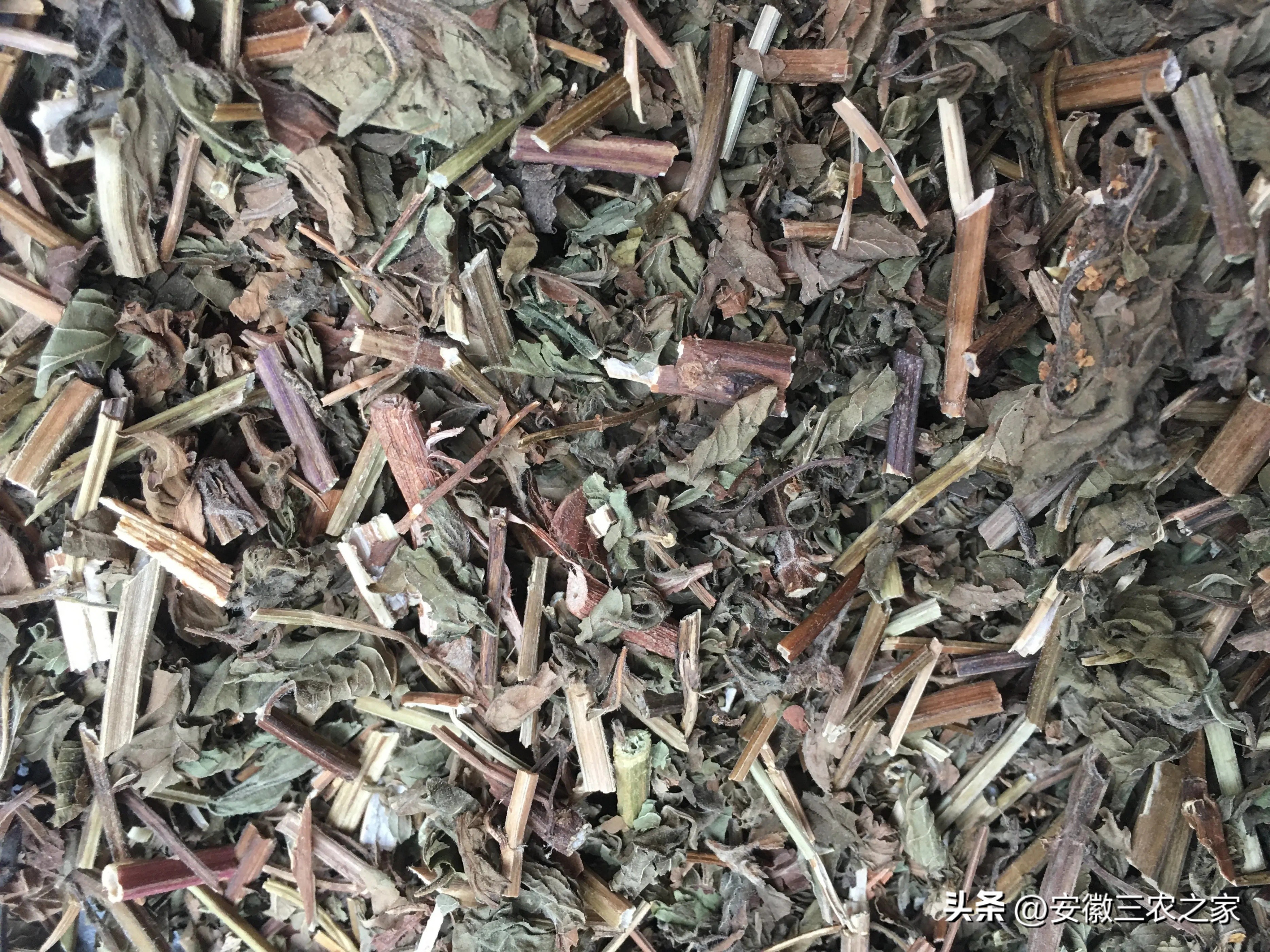 旱地种薄荷一亩收入,种100亩薄荷一年能挣多少钱