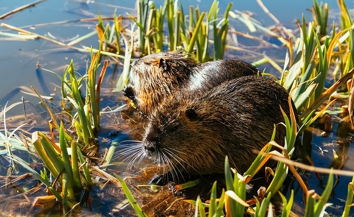 国内惊现巨型老鼠,上海巨型老鼠