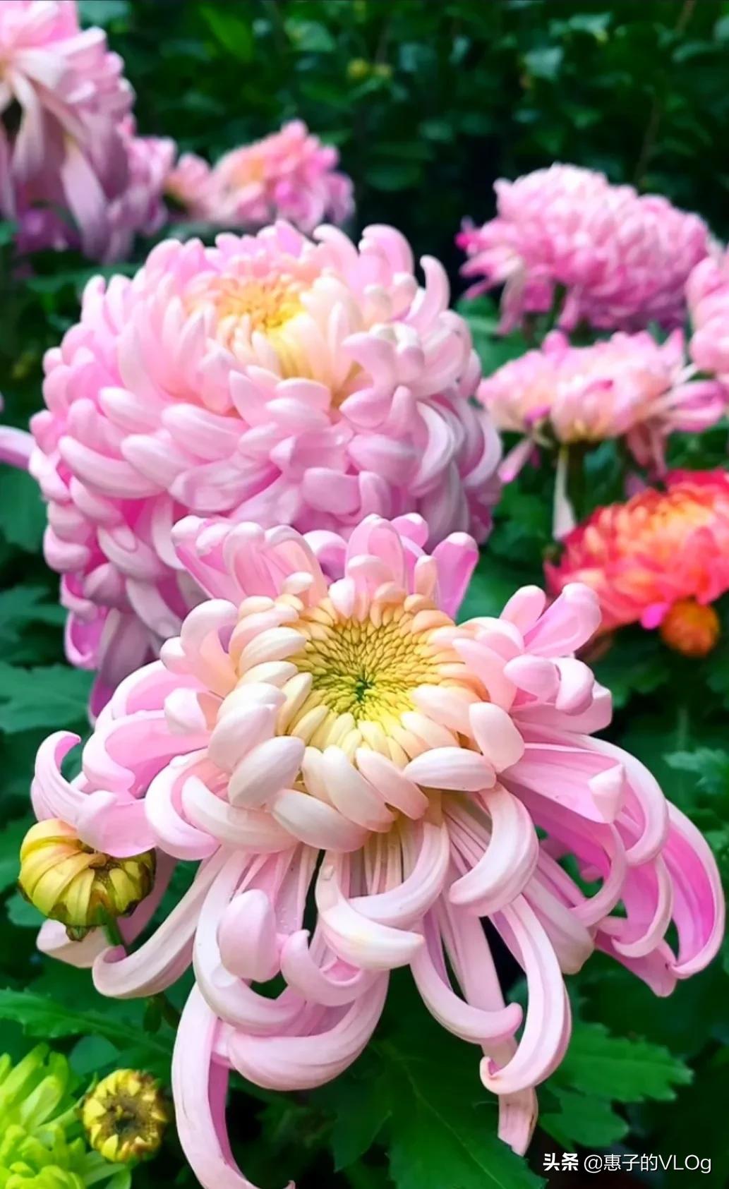 每朵花儿都有它盛开的意义,每一朵花开都有它的意义