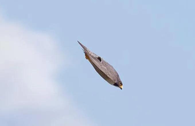 游隼幼鸟,游隼捕猎视频