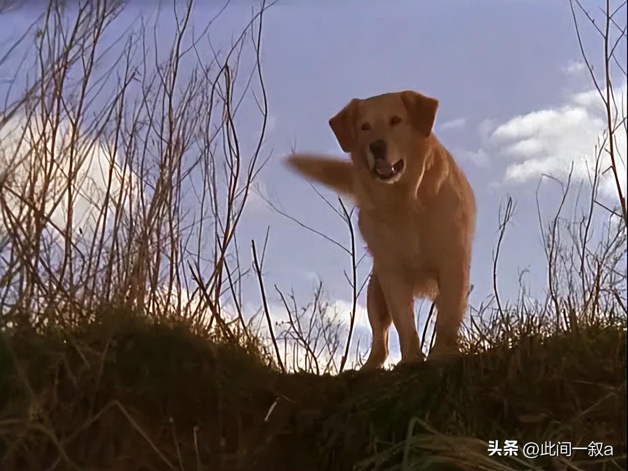 飞狗巴迪的知识,飞狗巴迪简介