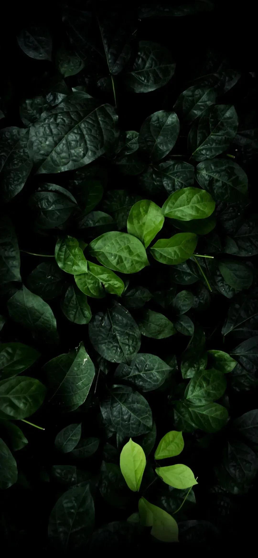 全屏佛壁纸手机高清珍藏,珍藏已久的高清全面屏壁纸