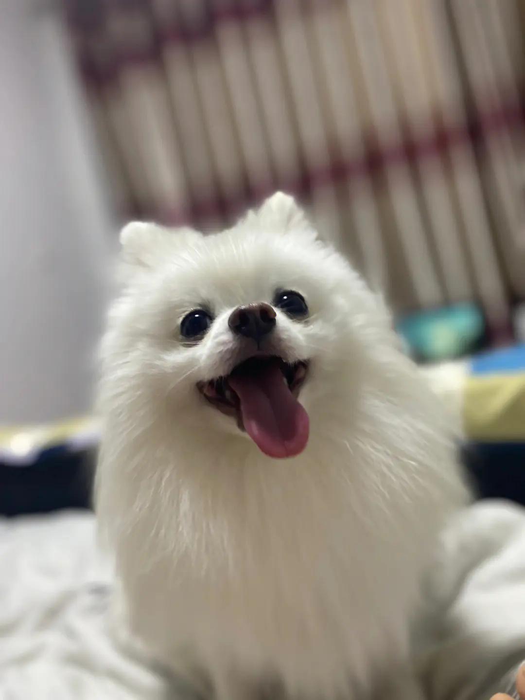 农村养狗需要注意哪些事项,养狗的注意事项小型犬