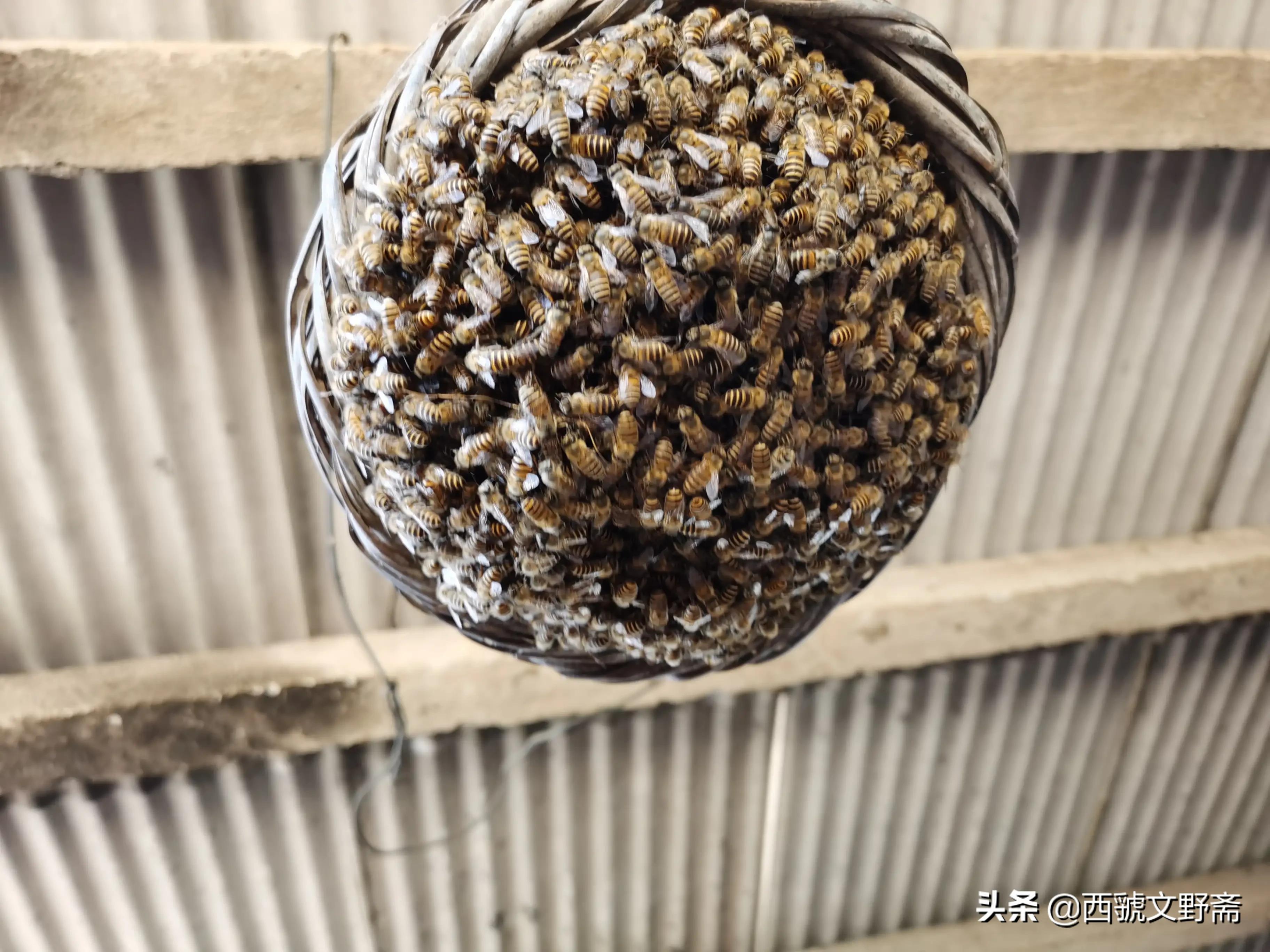 七律蜜蜂采花,咏蜜蜂七律