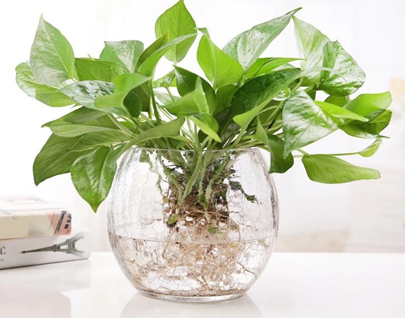 绿萝扦插水培的方法与技巧,绿萝剪枝扦插方法水培教程