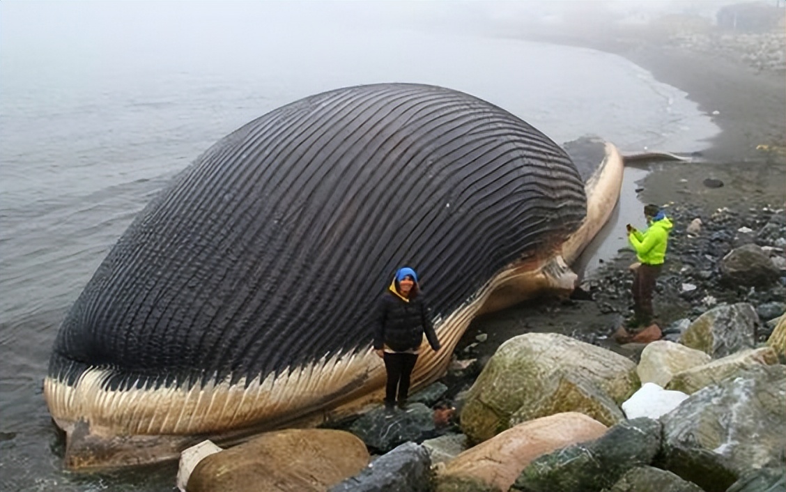 27张惊悚的动物照：青蛙被鼓风机活活风干，海鸥当街活吞大老鼠