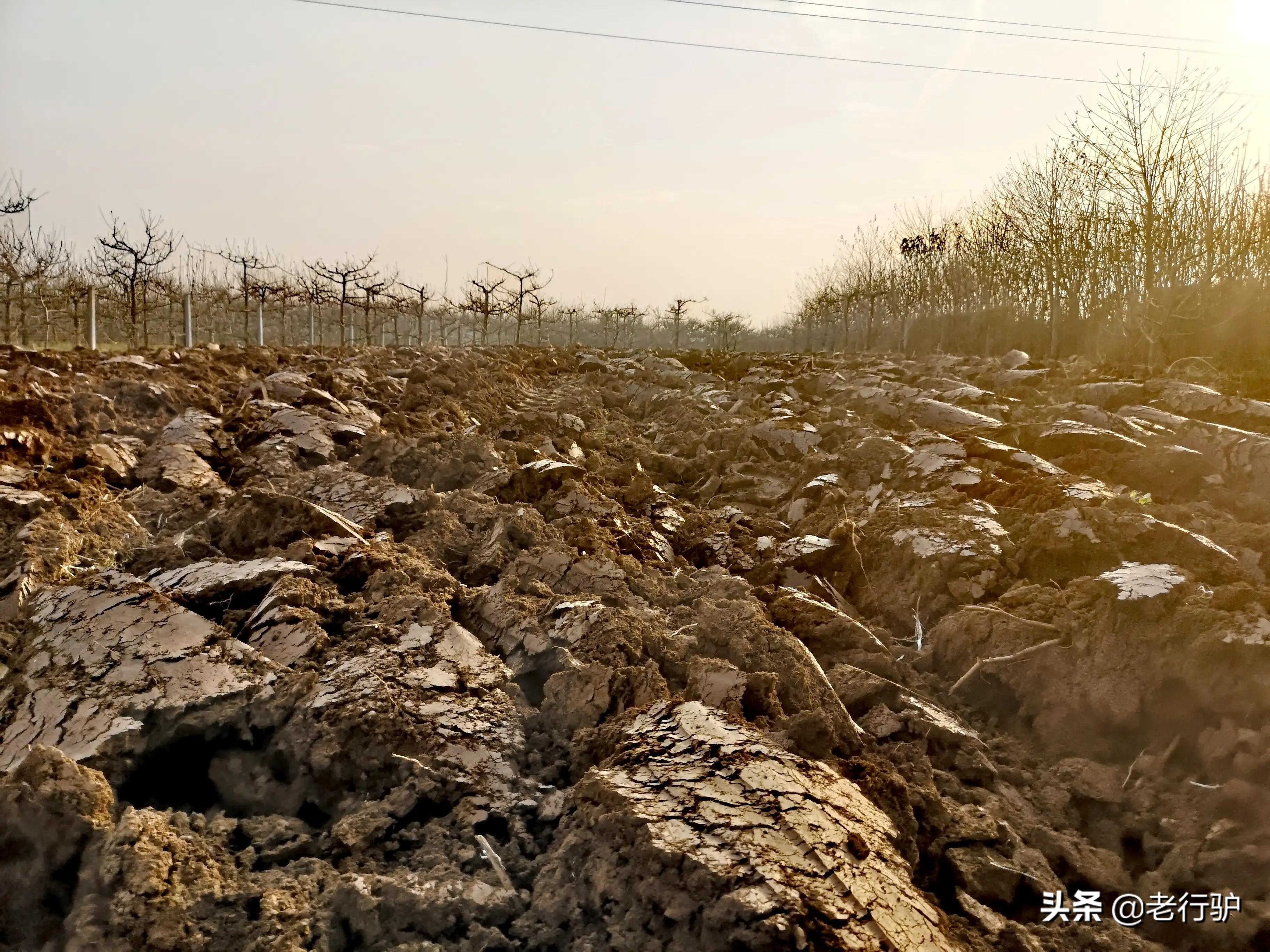 白鹿原白鹿白仙子,白鹿原的白灵和鹿兆海