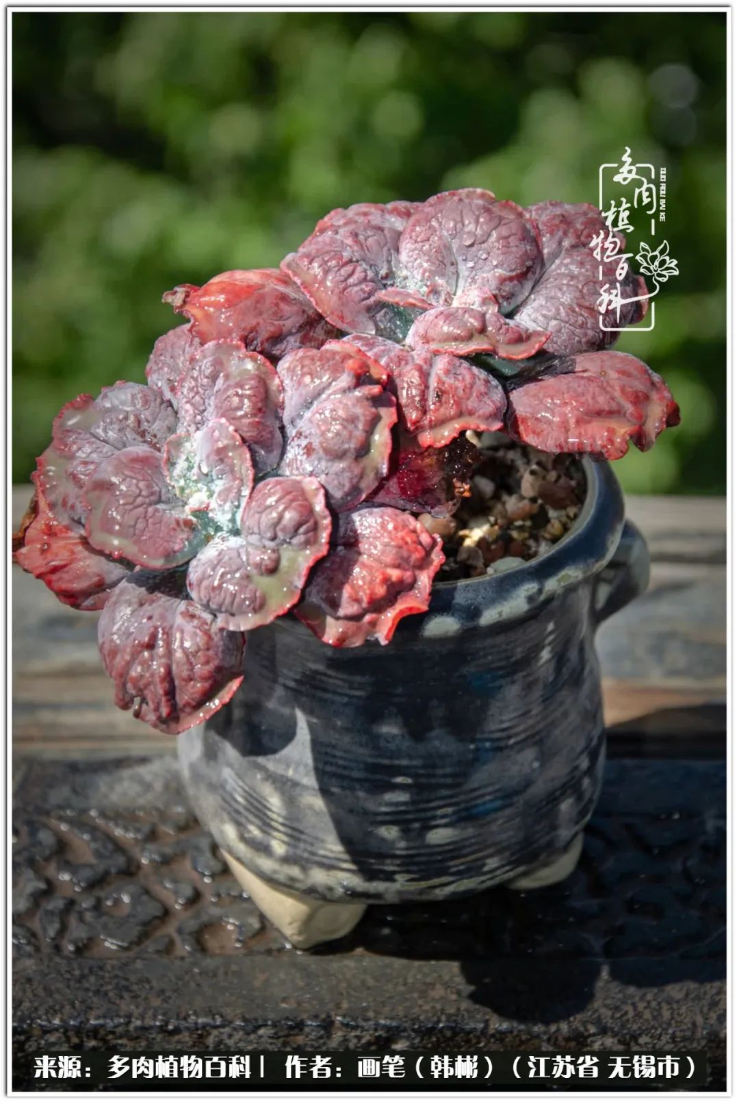 月满西楼别有一番滋味在心头,绿肥红瘦