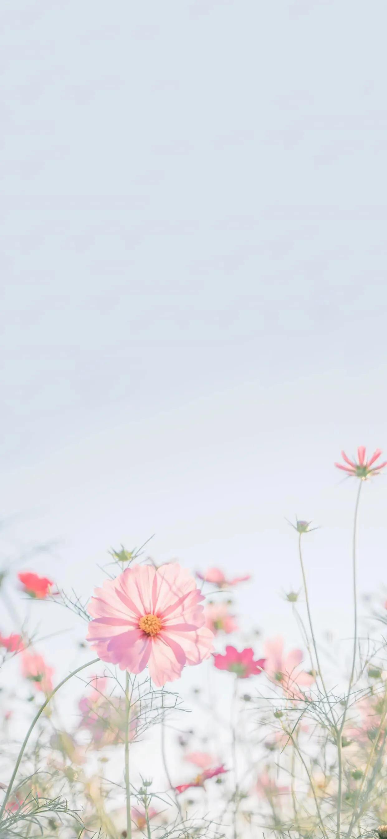 最美古诗词朗诵,最美古诗词全鉴阅读