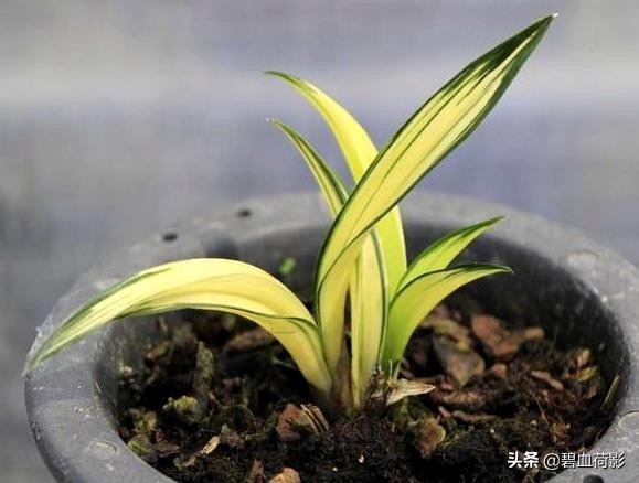 达摩兰花多少钱一盆,达摩墨兰多少钱一盆