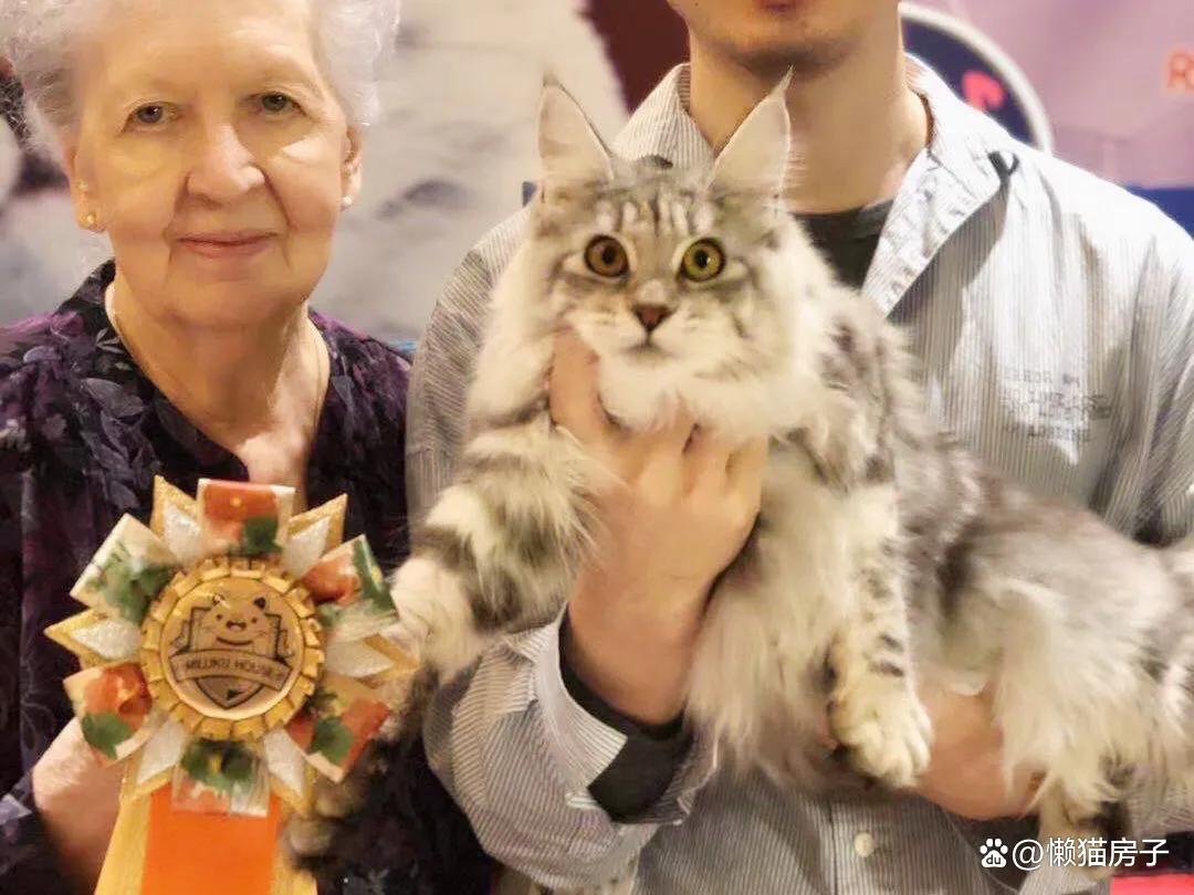 成都猫舍避坑,新手如何选择猫舍