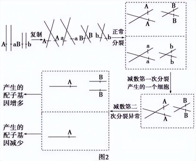 高中生物变异和育种知识点,高中生物变异育种进化思维导图