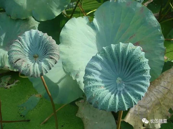 莲藕病害一览表,莲藕的营养价值及病虫害防治