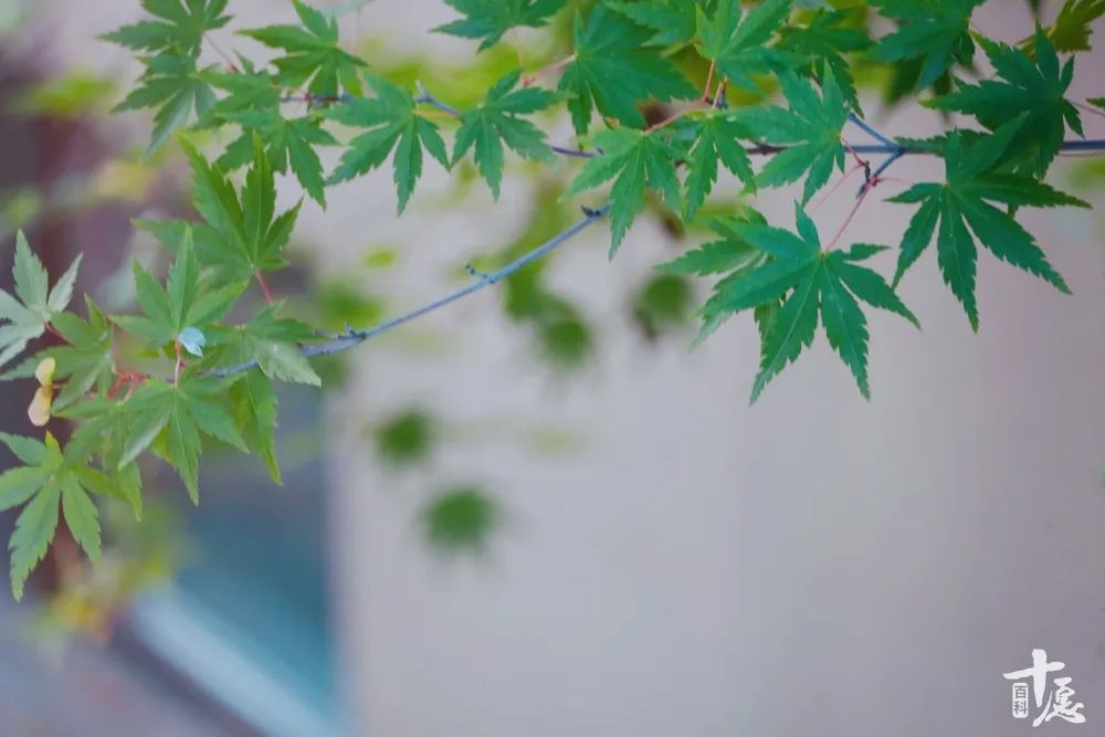 寒露愿君安康!15首诗词带您绝美寒露天,第一首就被美到了