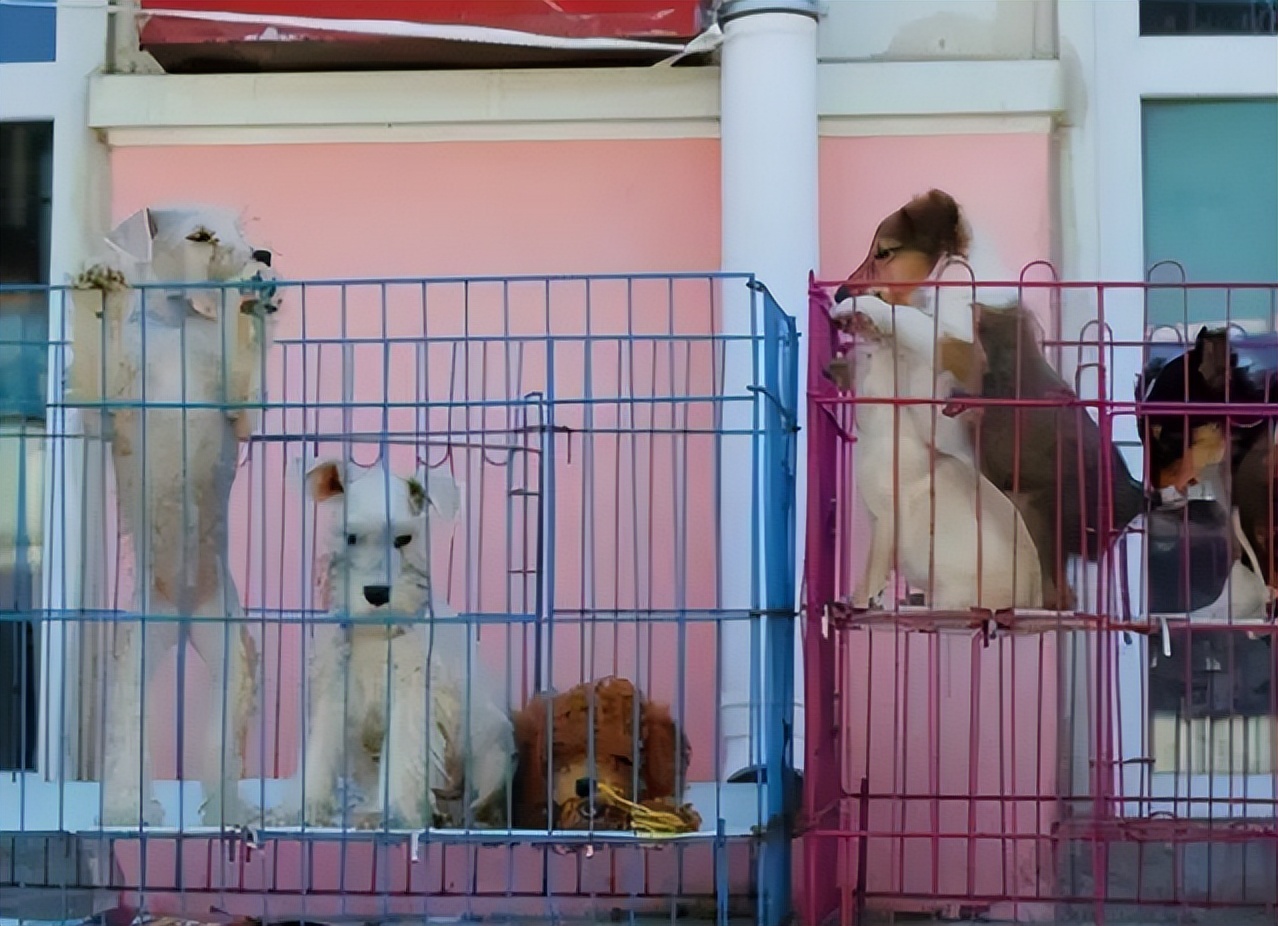 在狗市买狗需要注意哪些事项,在狗市买狗应该注意什么事项