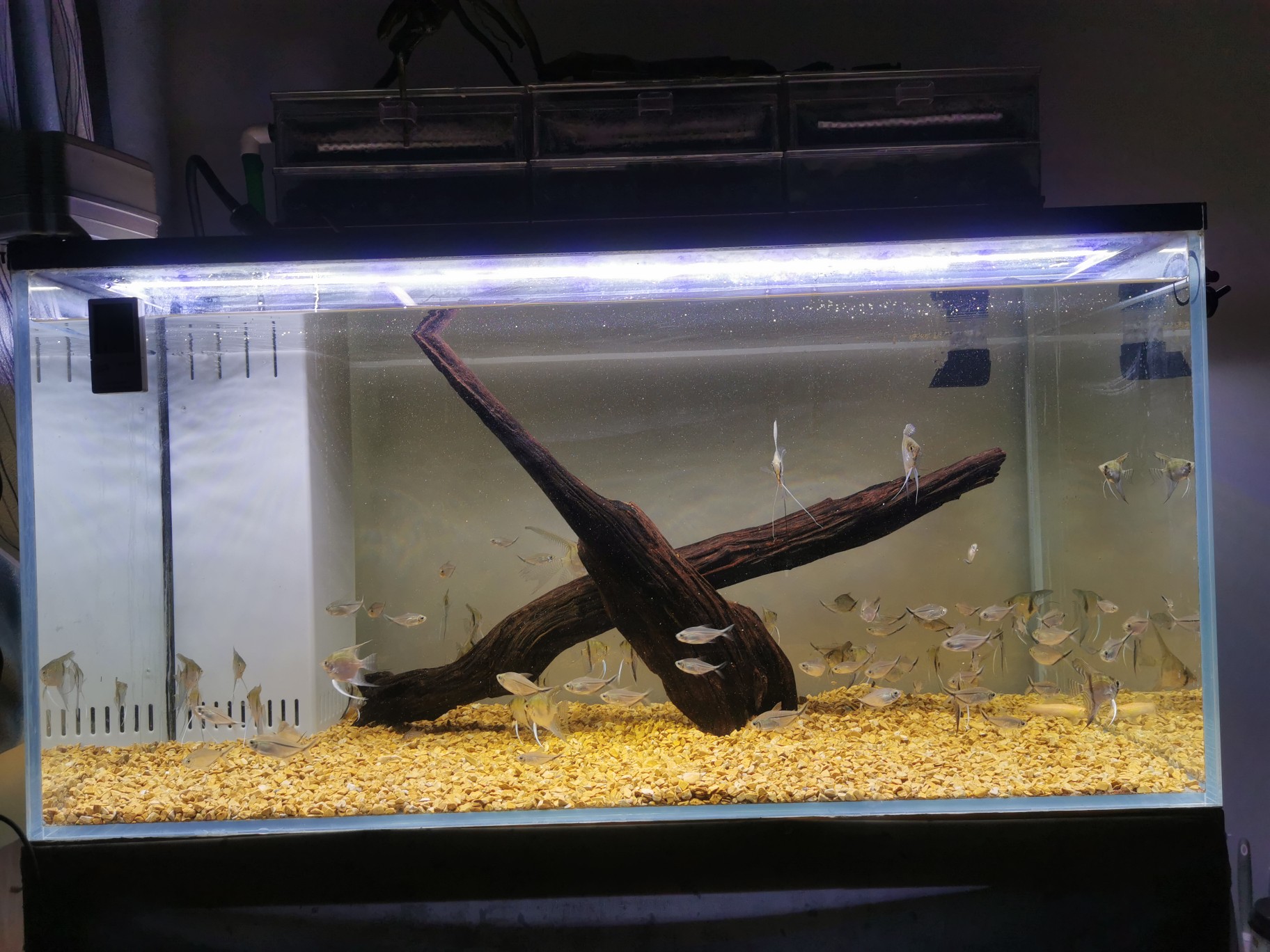 鱼缸水泵防吸鱼,鱼缸水泵口吸小鱼怎么办