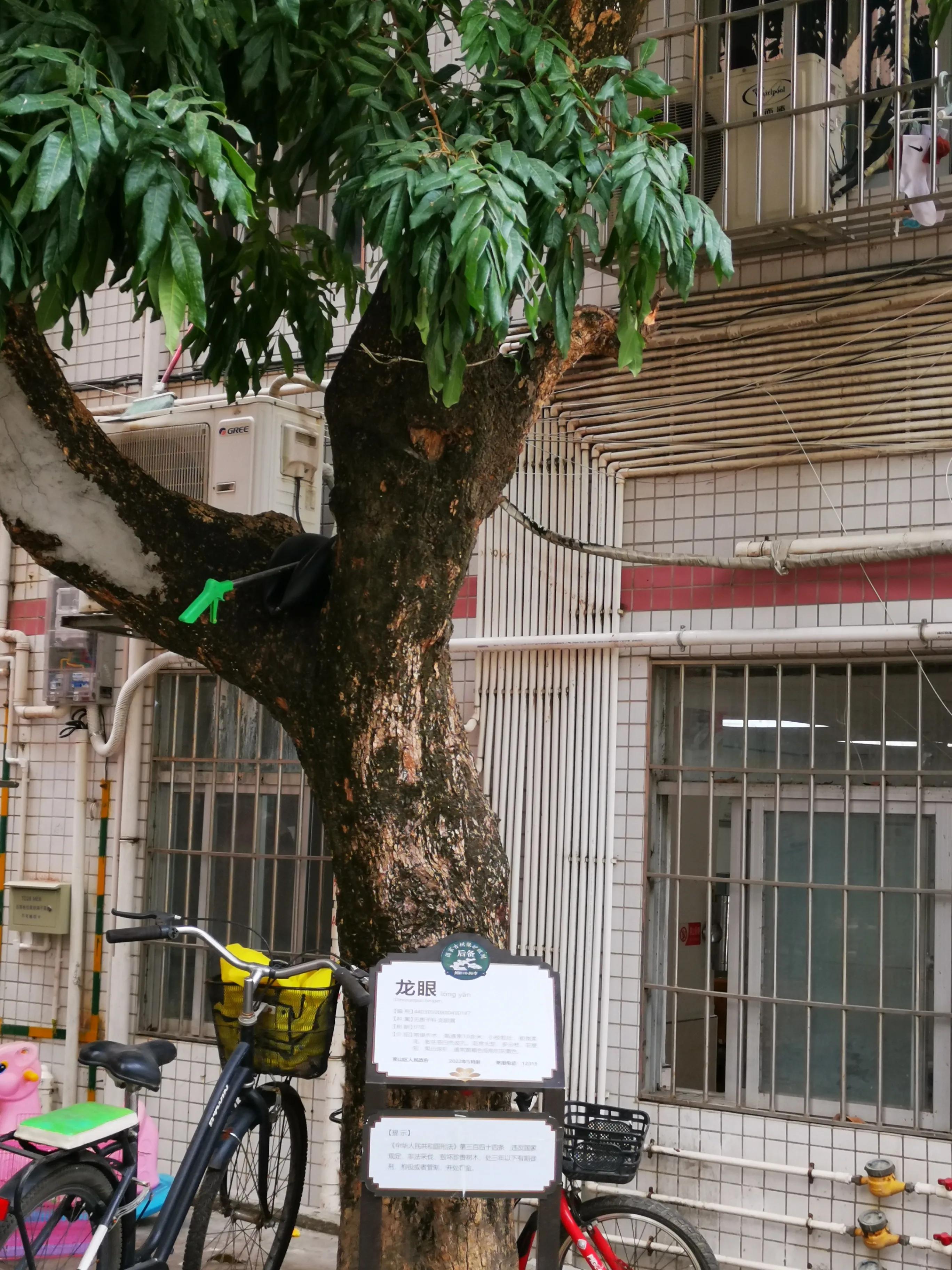 深圳塘朗村最新拆迁消息,深圳城中村真实视频