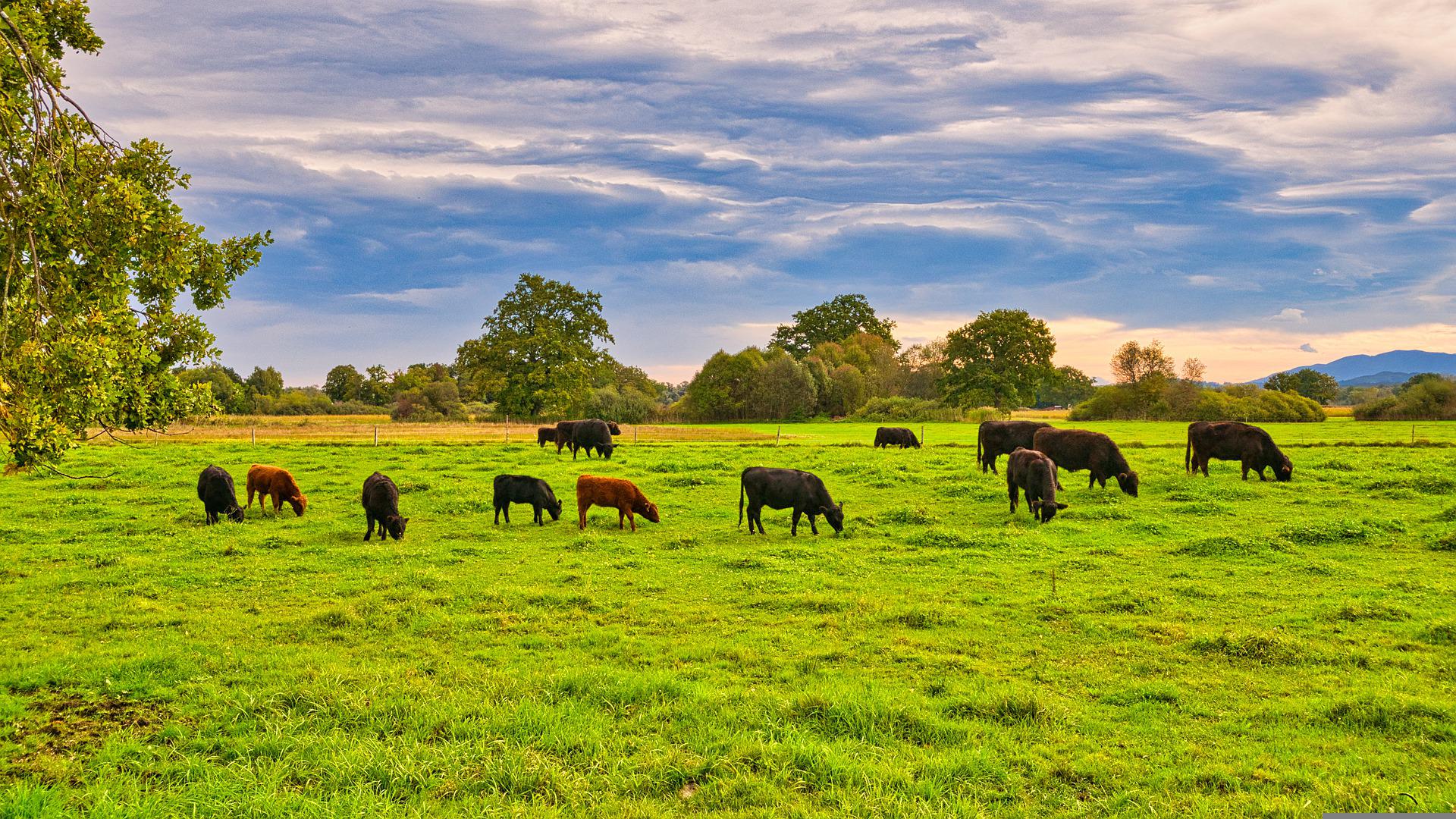 云南千亿级肉牛产业链项目布局,云南省肉牛养殖发展前景