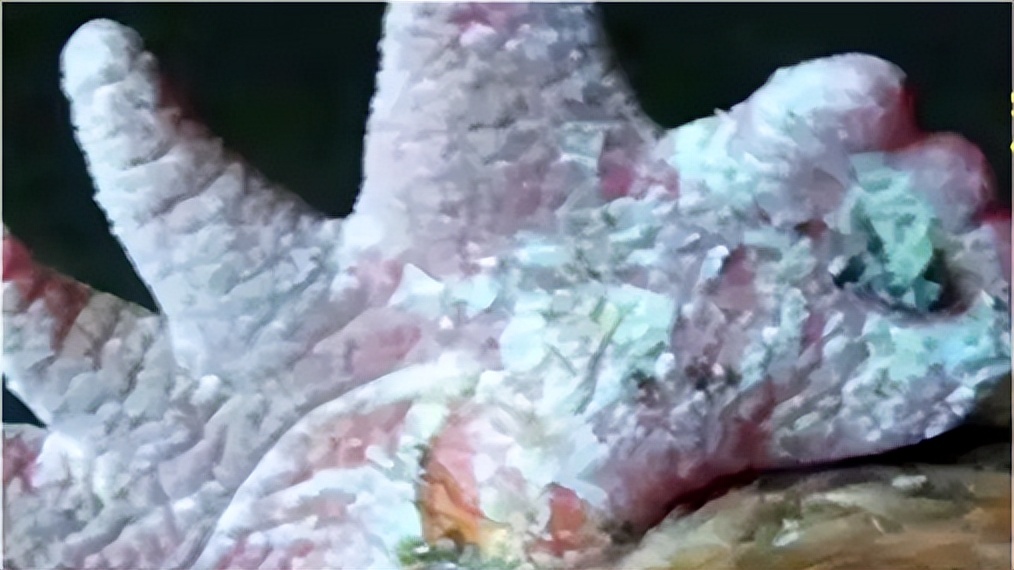 鸡冠上有白色结痂是什么病,鸡冠上面有癣怎么弄