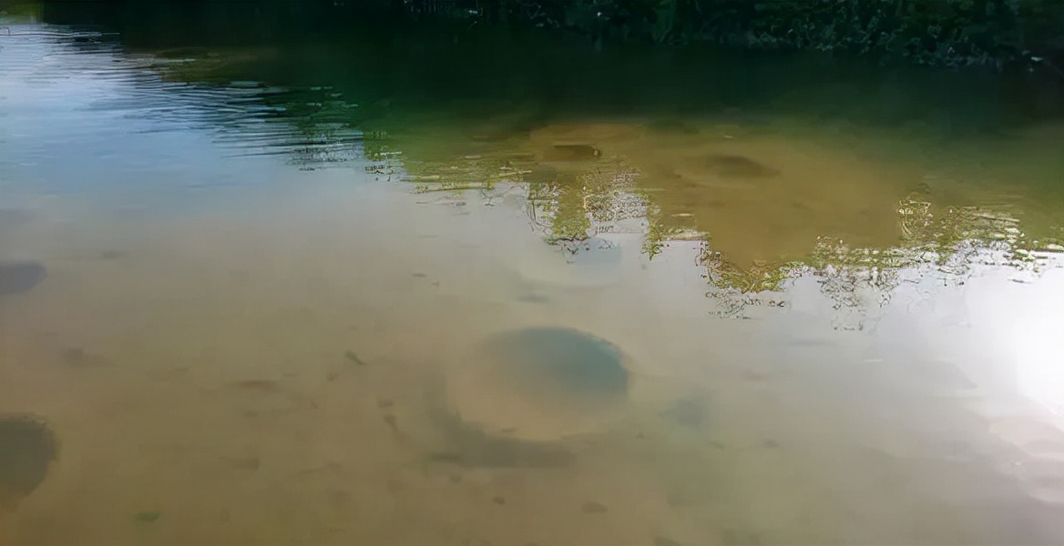 在美国很受欢迎的罗非鱼刺少肉多,美国罗非鱼刺少肉多