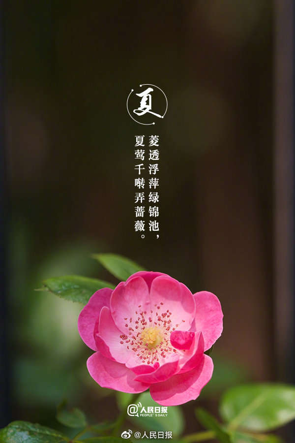 共赏夏日美景诗词,关于夏日风景的古诗名句