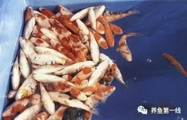 水生生物大盘点,水生生物多图排版