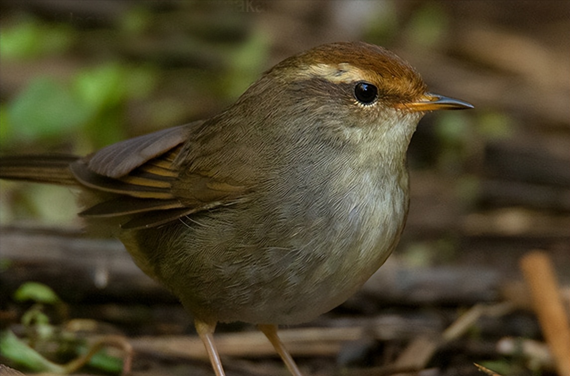 50张最佳鸟类摄影作品,鸟儿大全大图