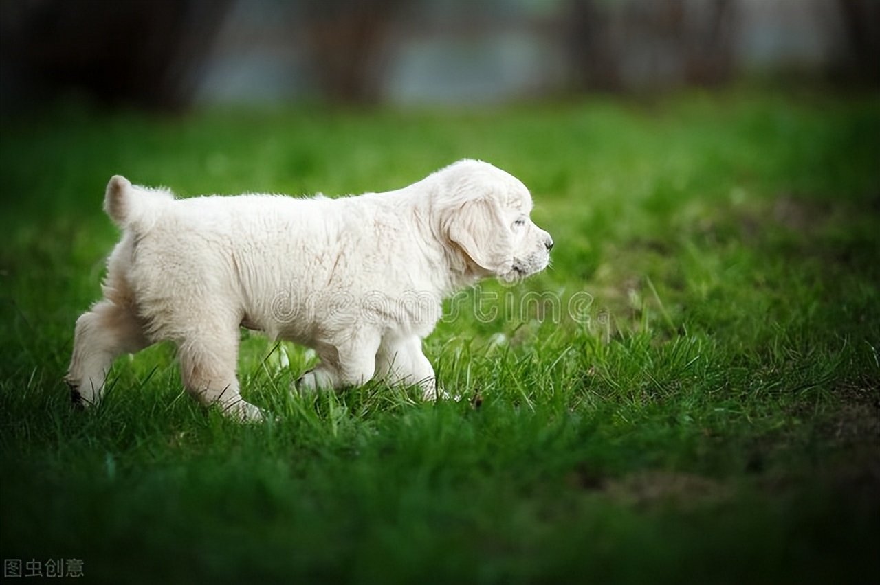 金毛细小打针后还是拉稀呕吐,金毛拉稀还有血怎么办