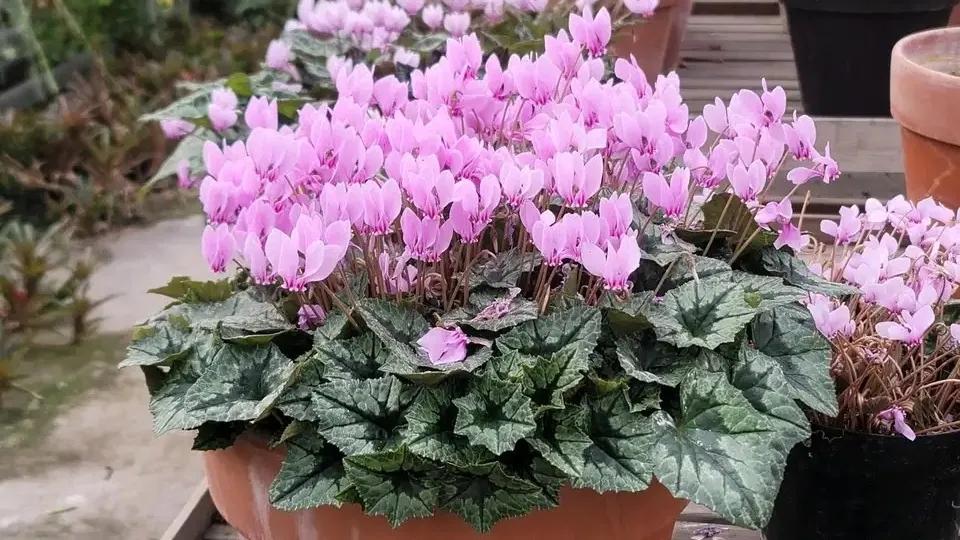 4种贵气花越养越旺家,家养3种富贵花福气好运挡不住