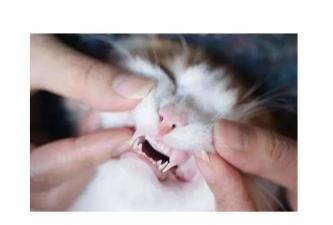 泪痕的预防和消除,泪痕猫护理