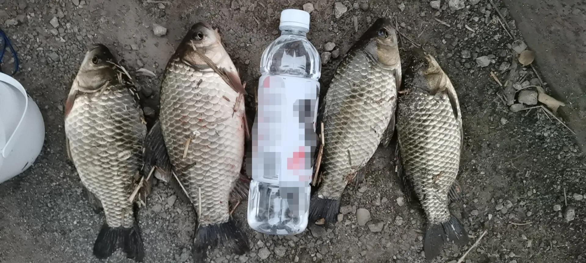 钓鲫鱼七星漂朝天钩哪种最通用,冬季野钓传统钓七星漂朝天钩