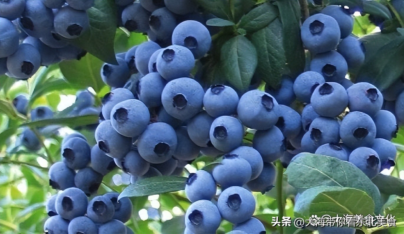 大连有什么好吃的水果,旅顺十大好吃的