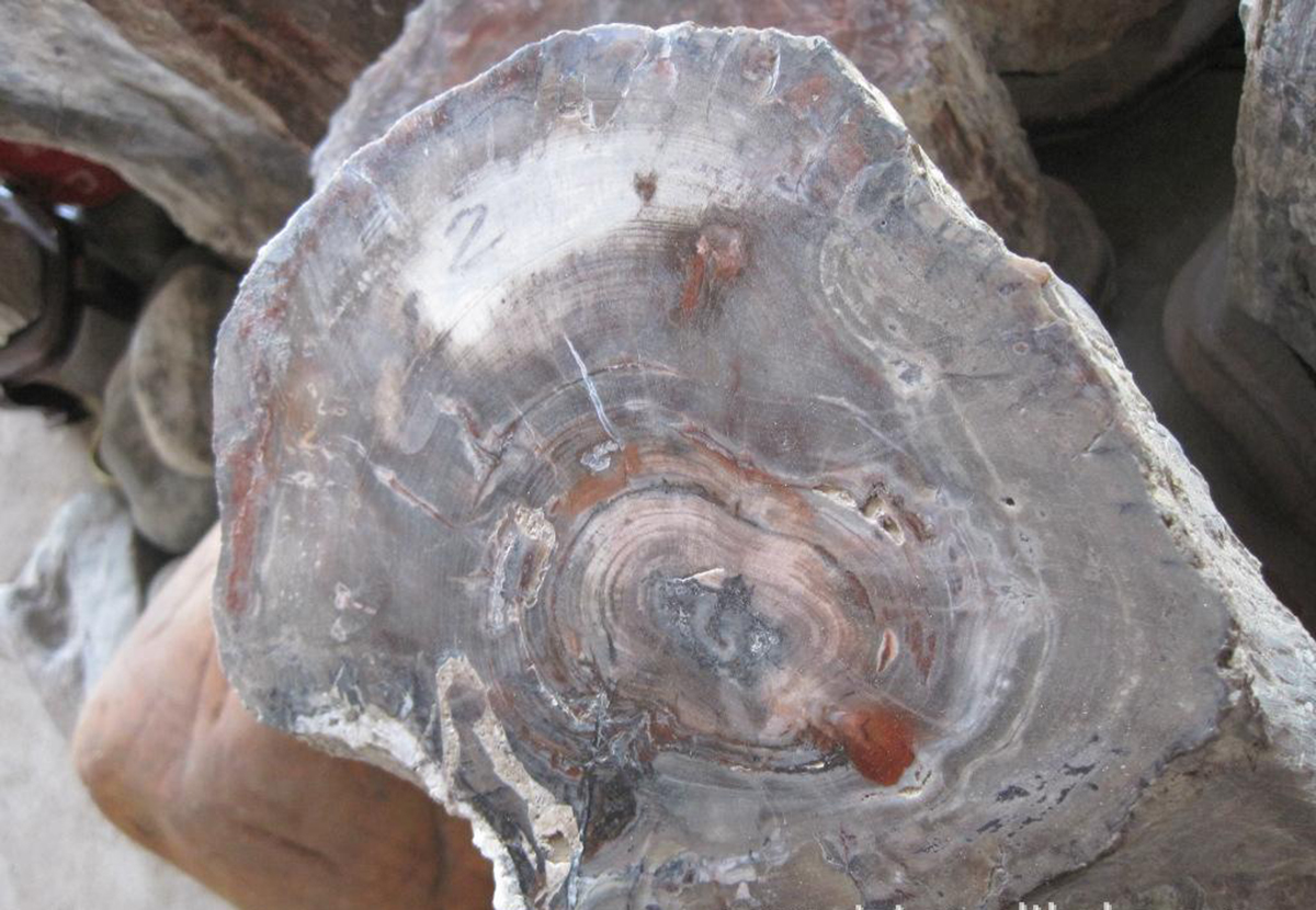 一亿年前的硅化木图片,硅化木是不是树化石