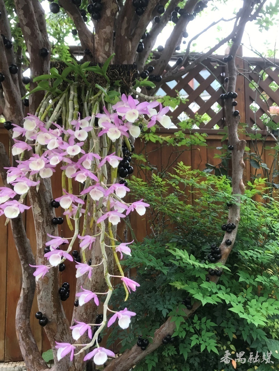 野生鸟类保护幼崽,农村常见的鸟类保护动物